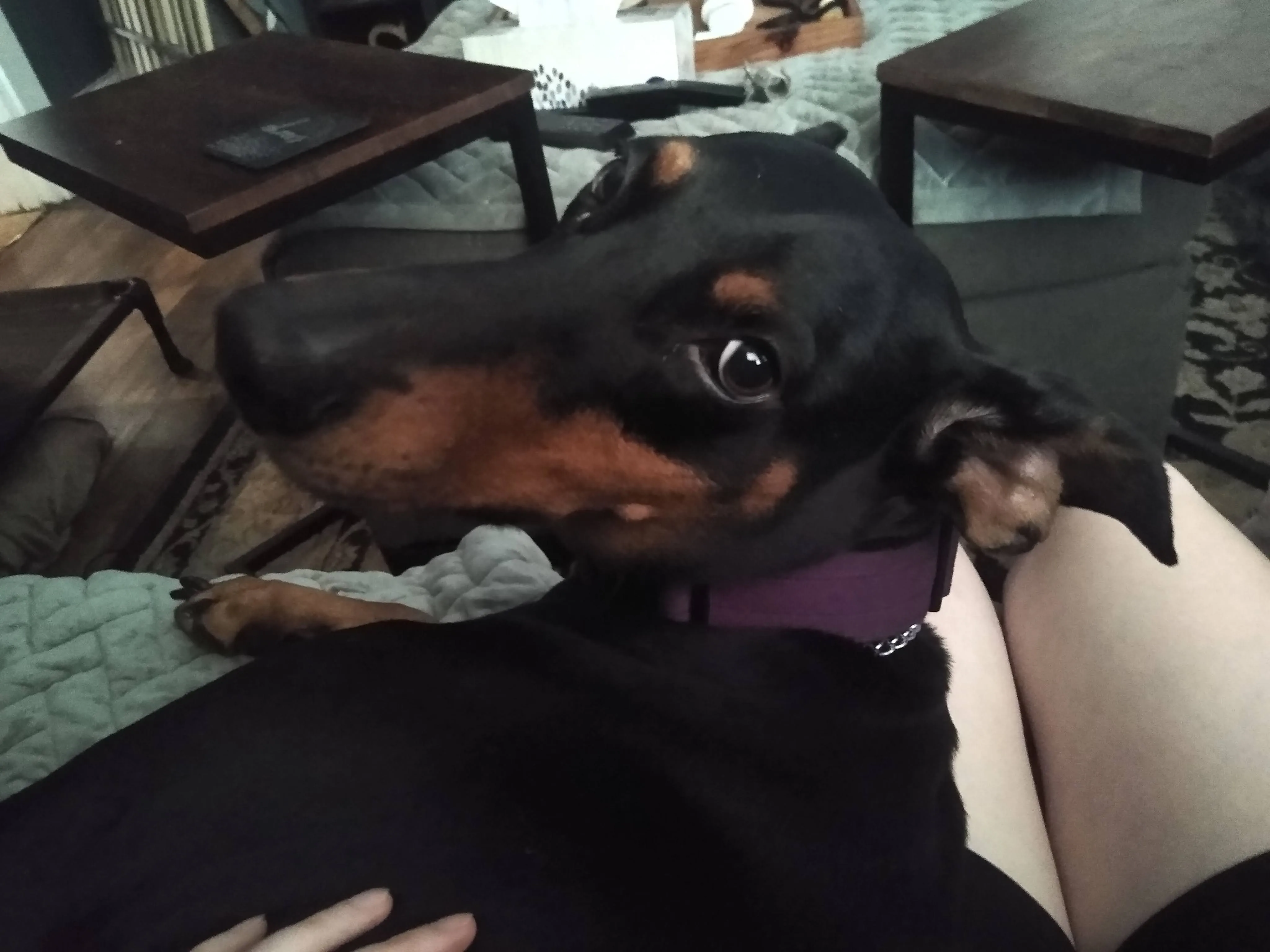 A pet in Rose's care