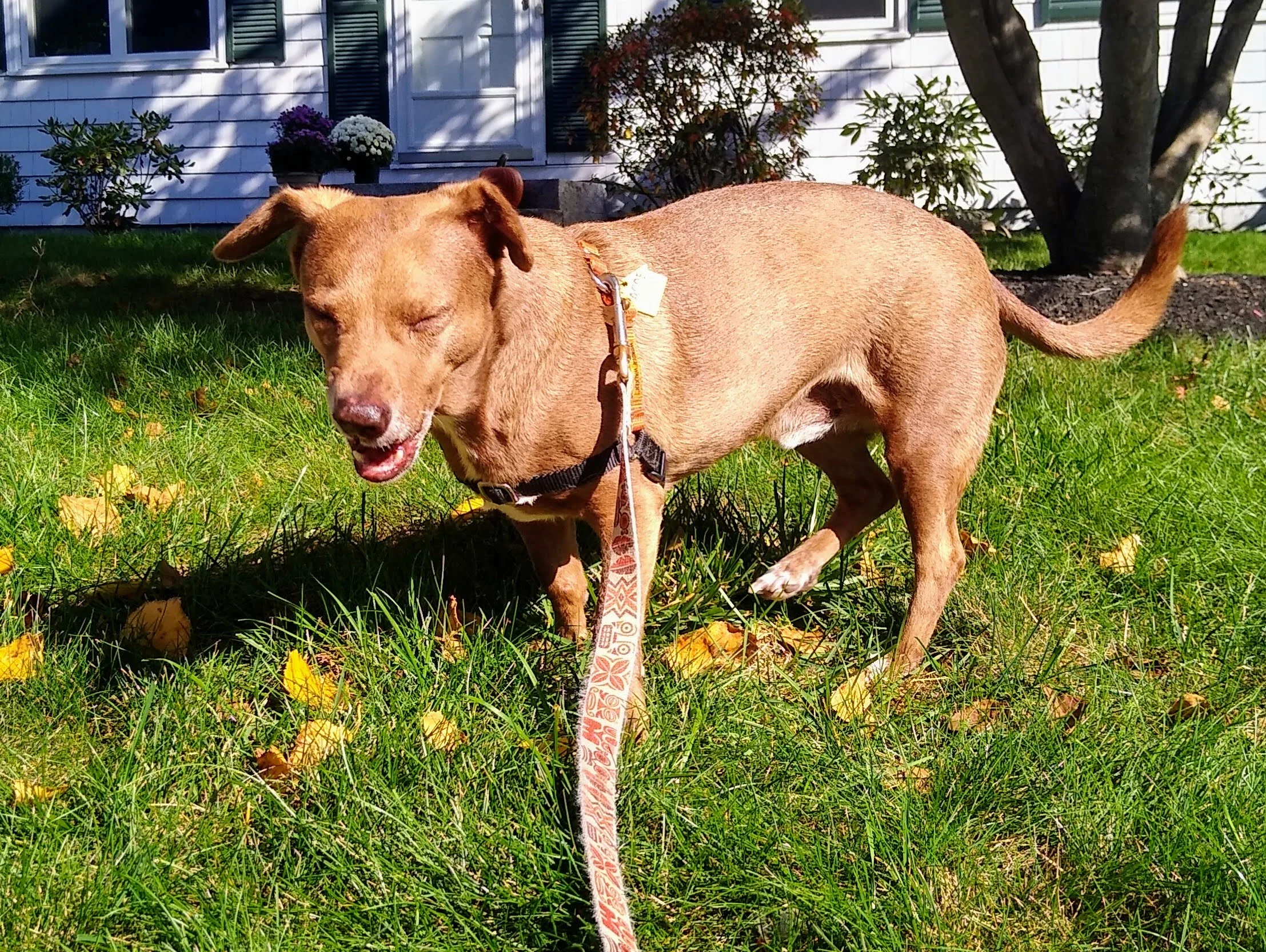 A pet in Rose's care