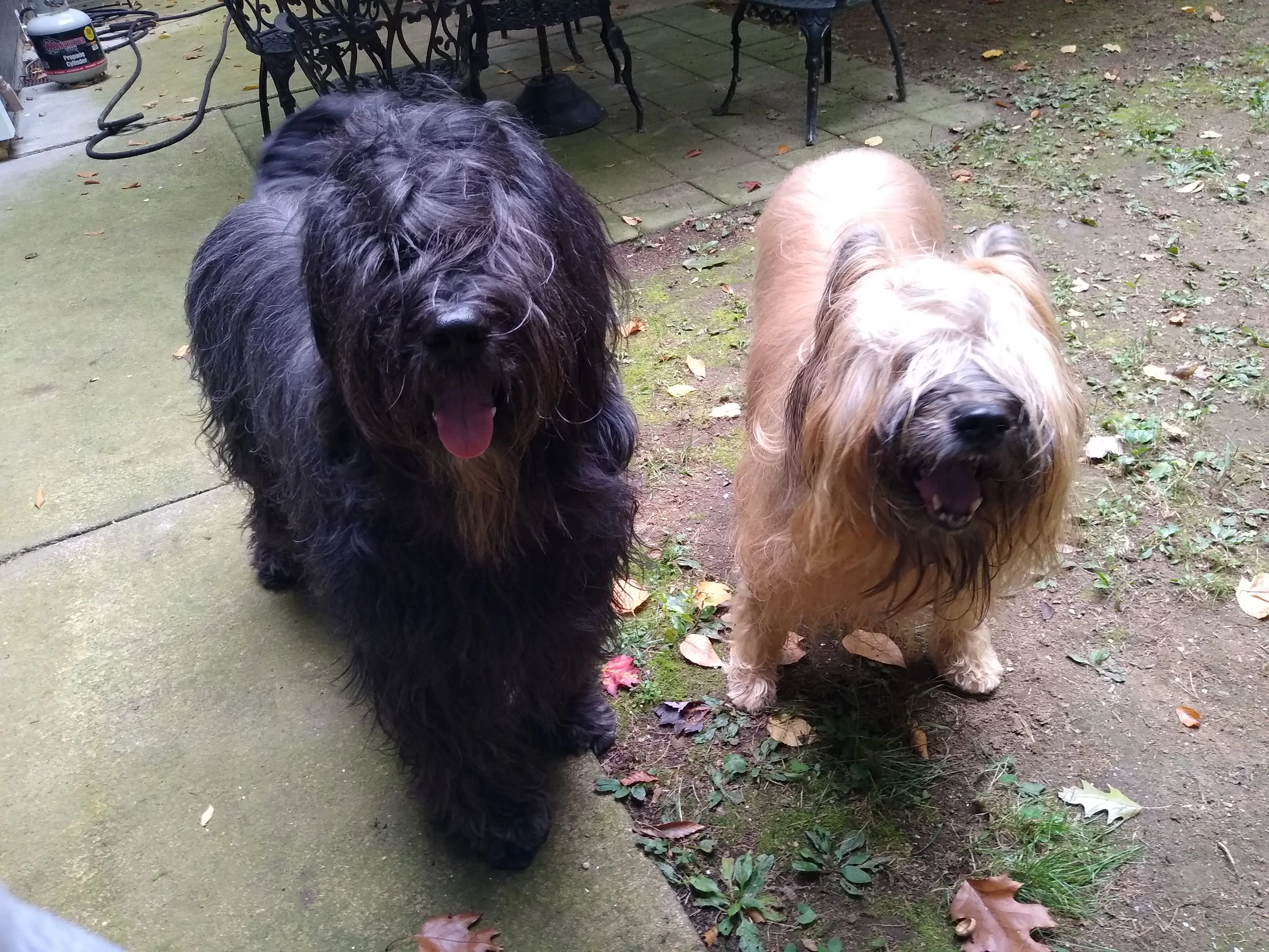 A pet in Rose's care