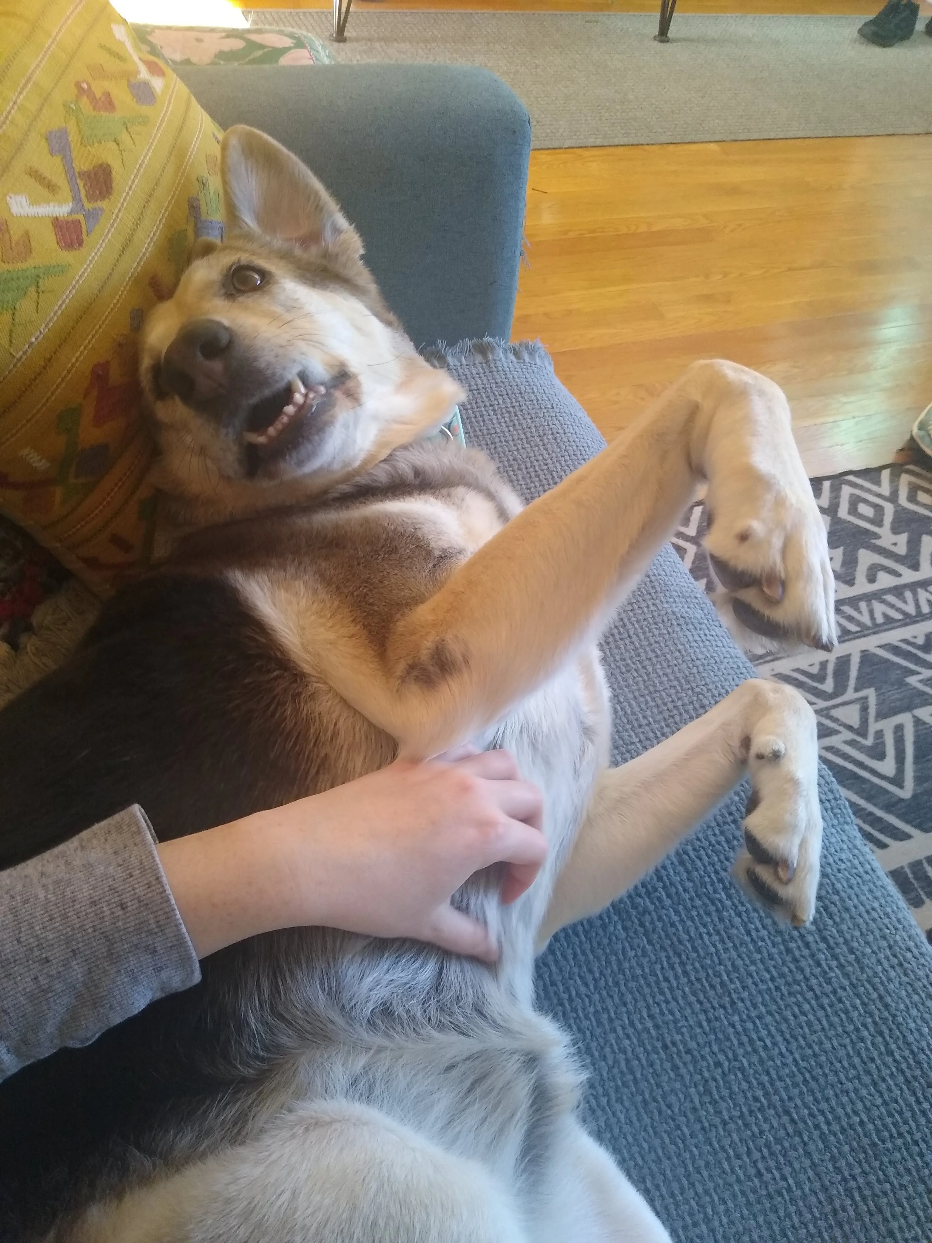 A pet in Rose's care