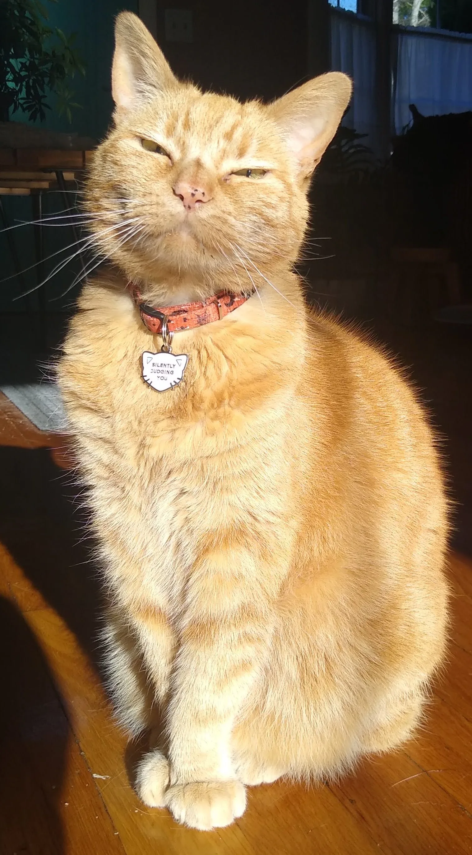 A pet in Rose's care