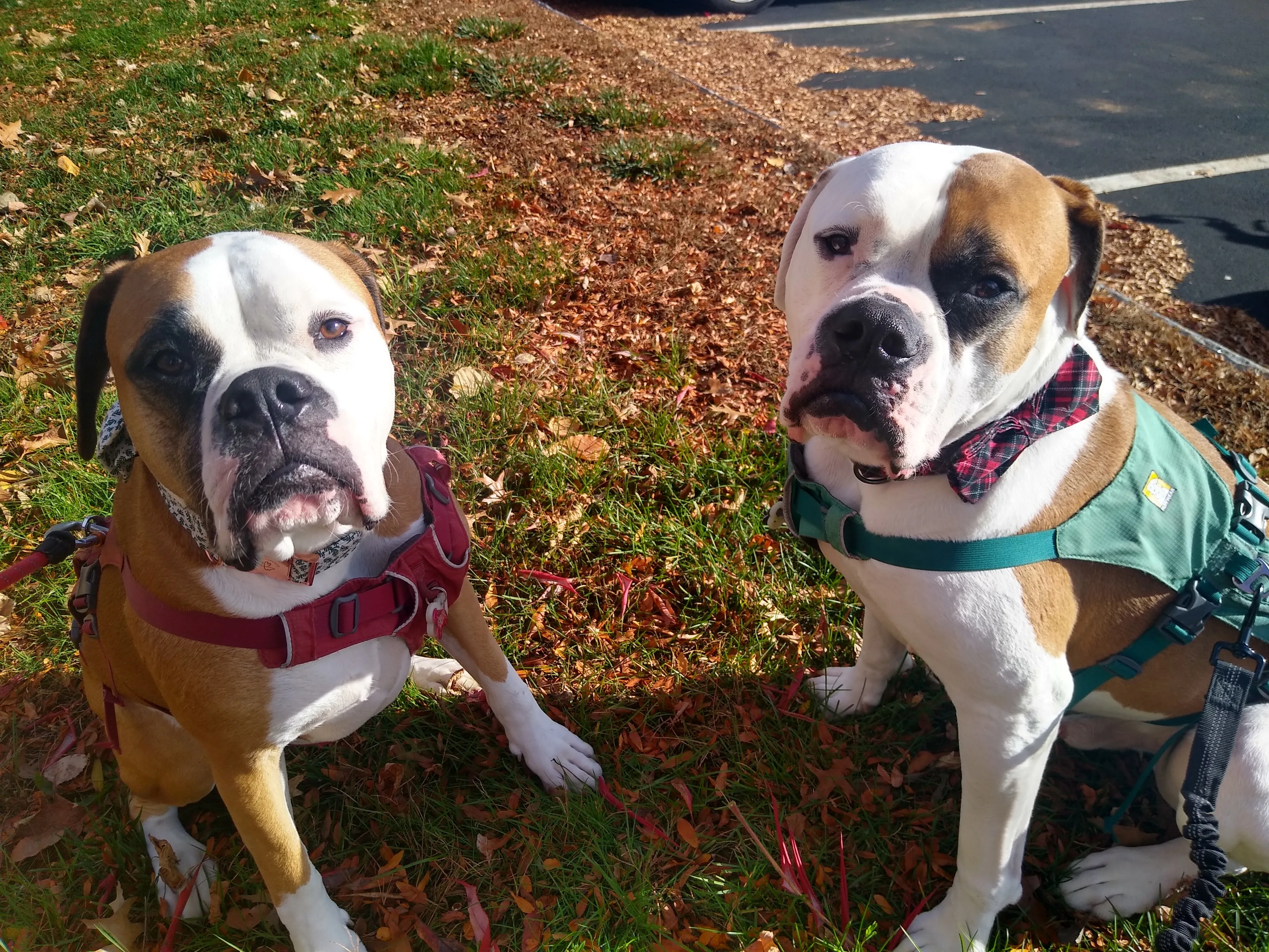 A pet in Rose's care