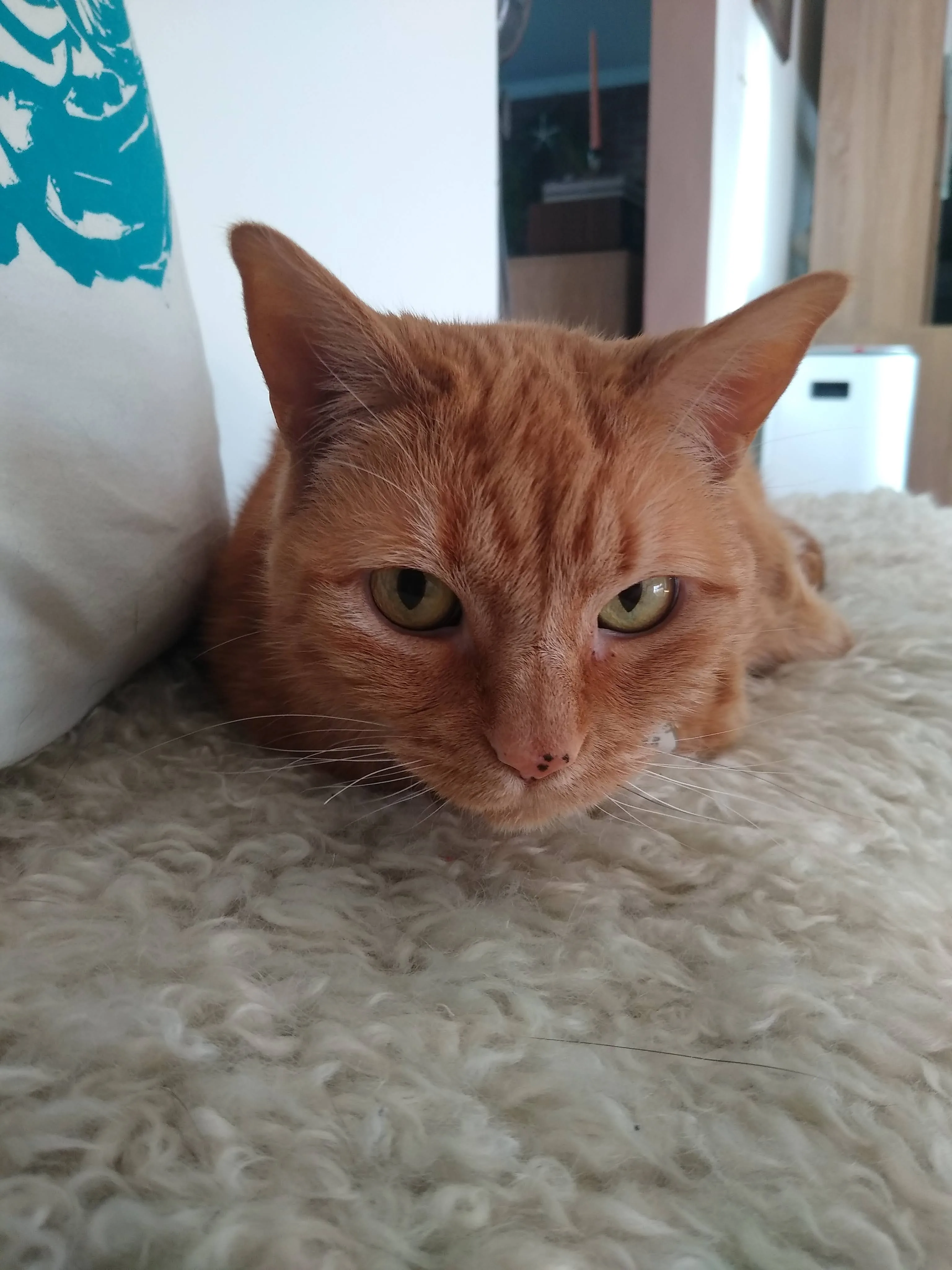 A pet in Rose's care