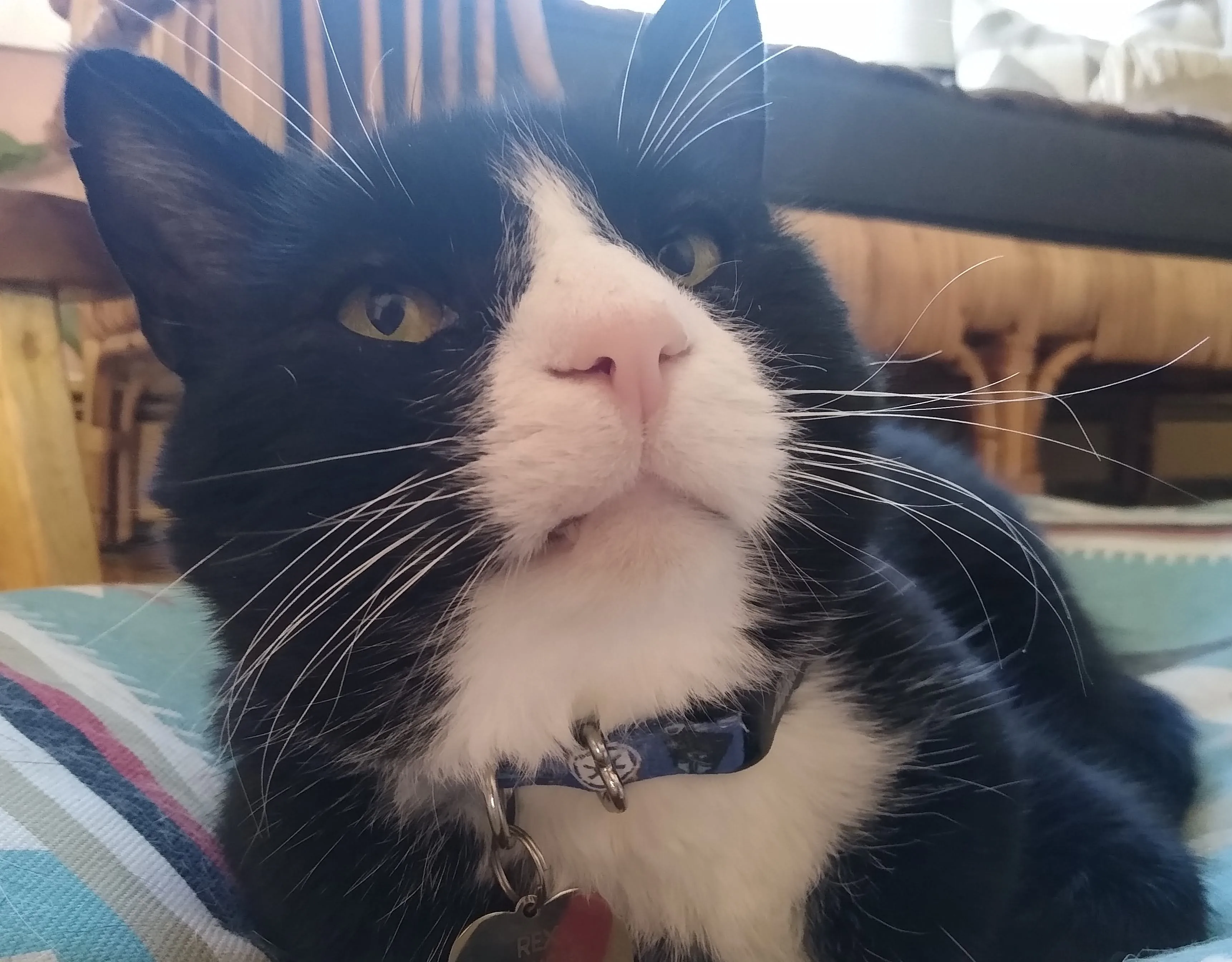 A pet in Rose's care