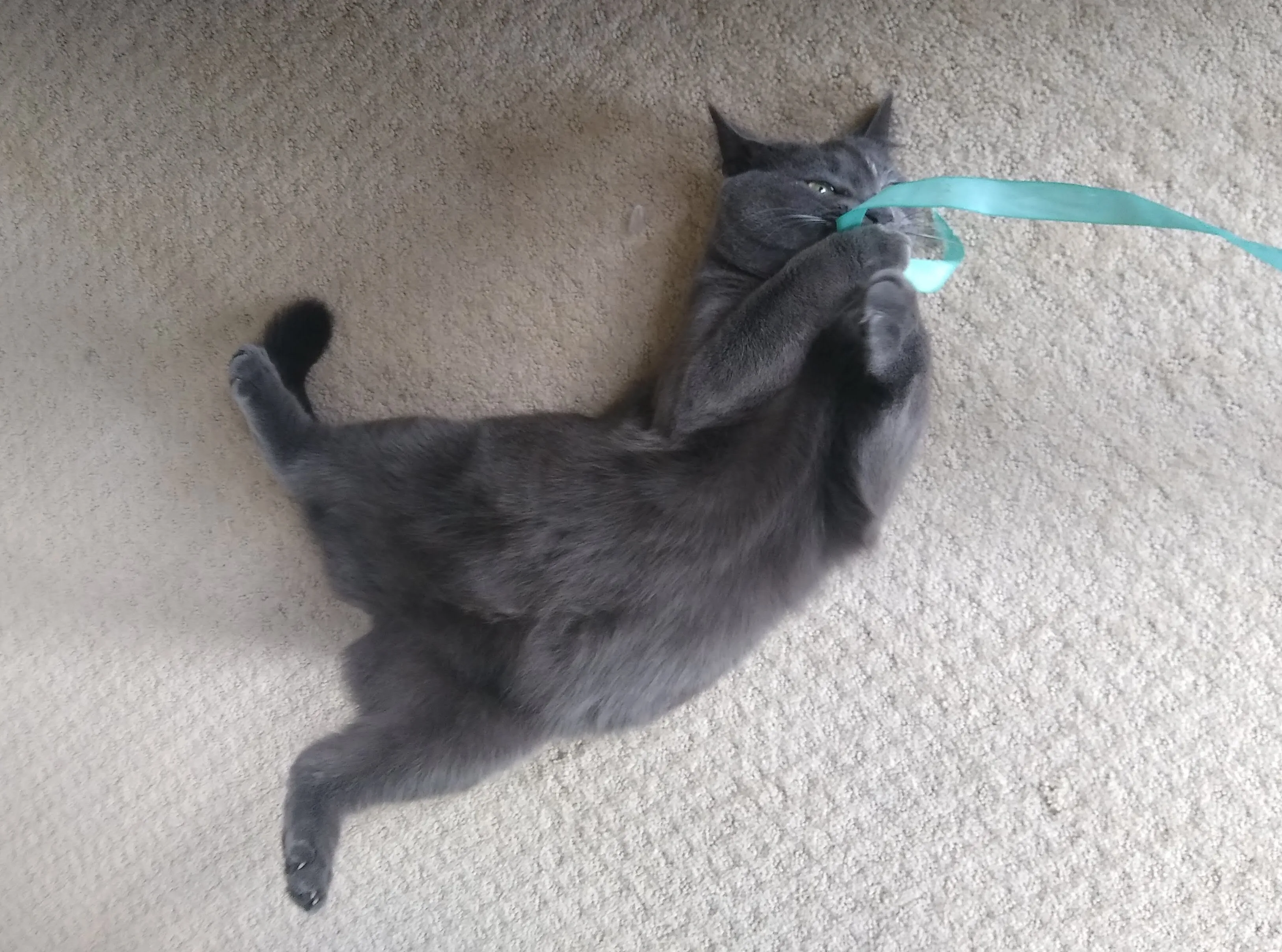 A pet in Rose's care