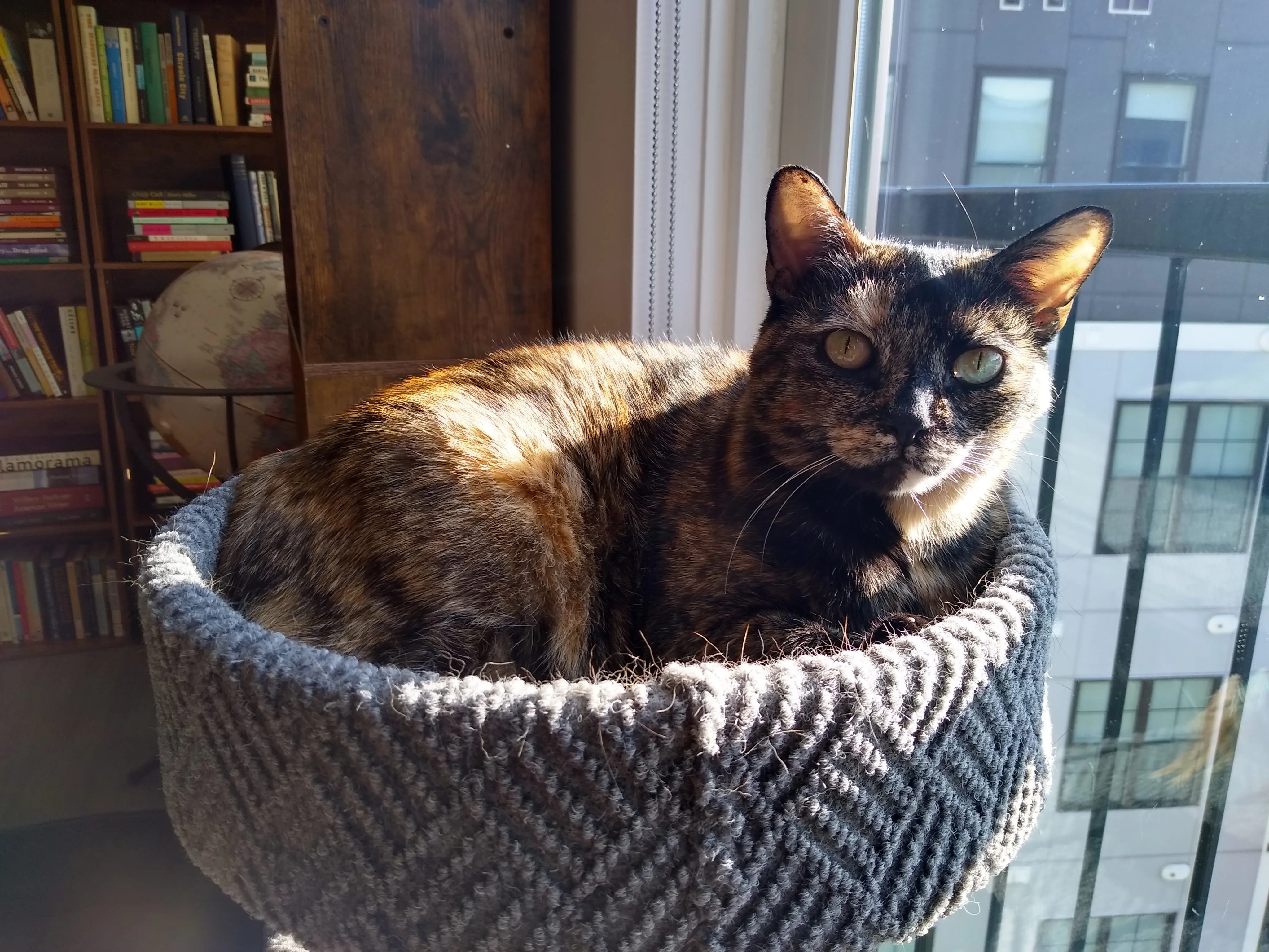 A pet in Rose's care