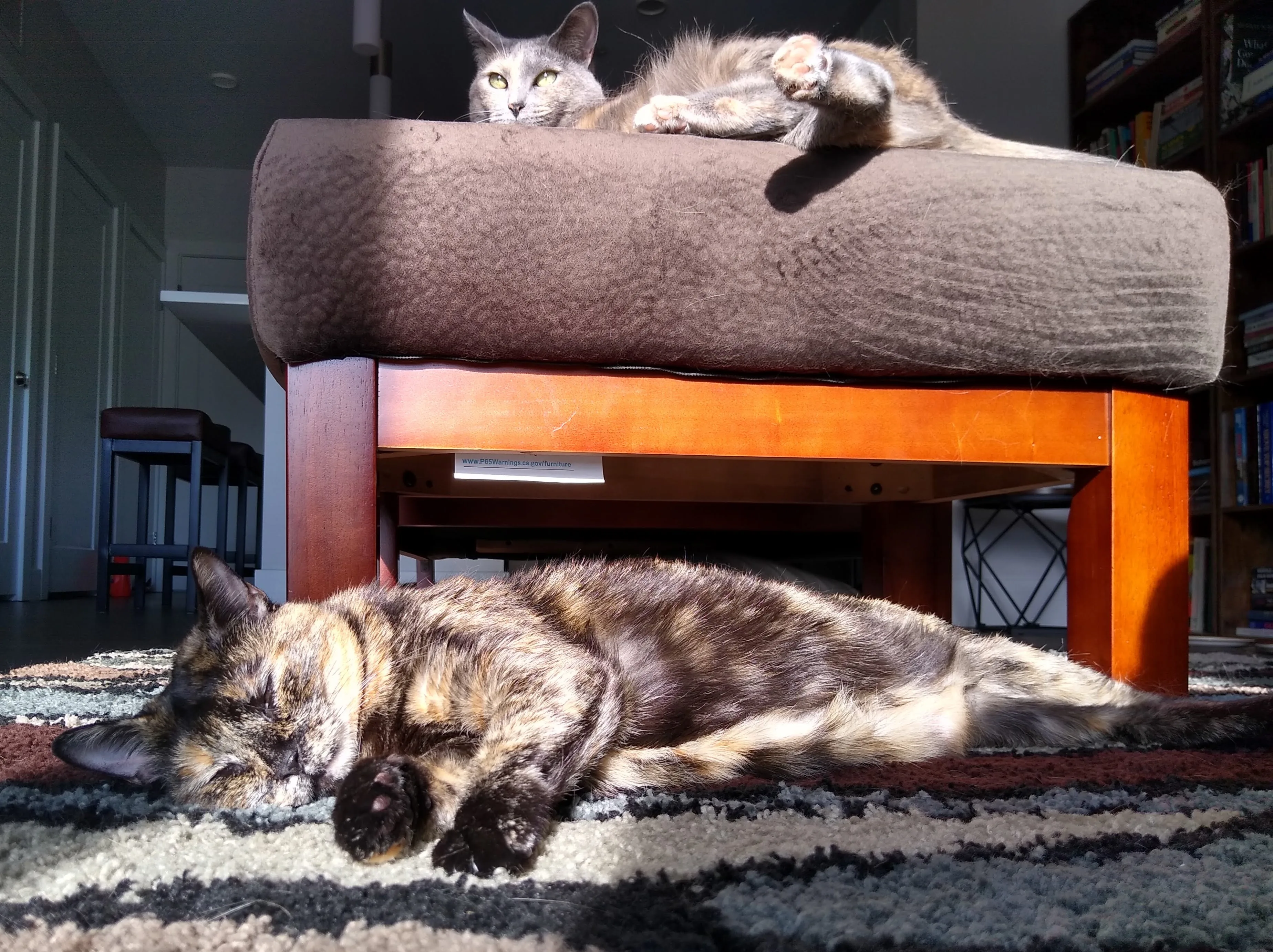 A pet in Rose's care