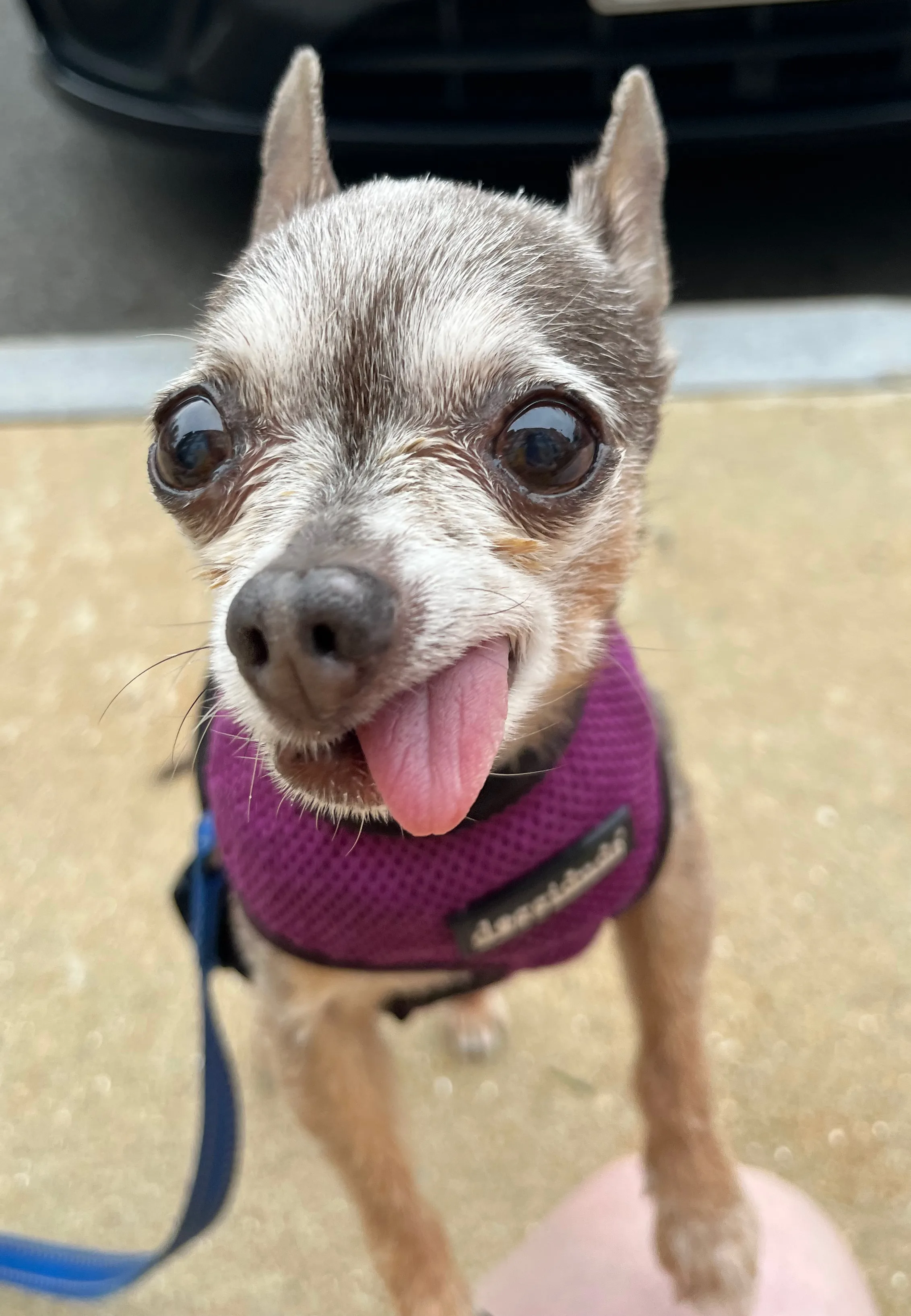 A pet in Rose's care