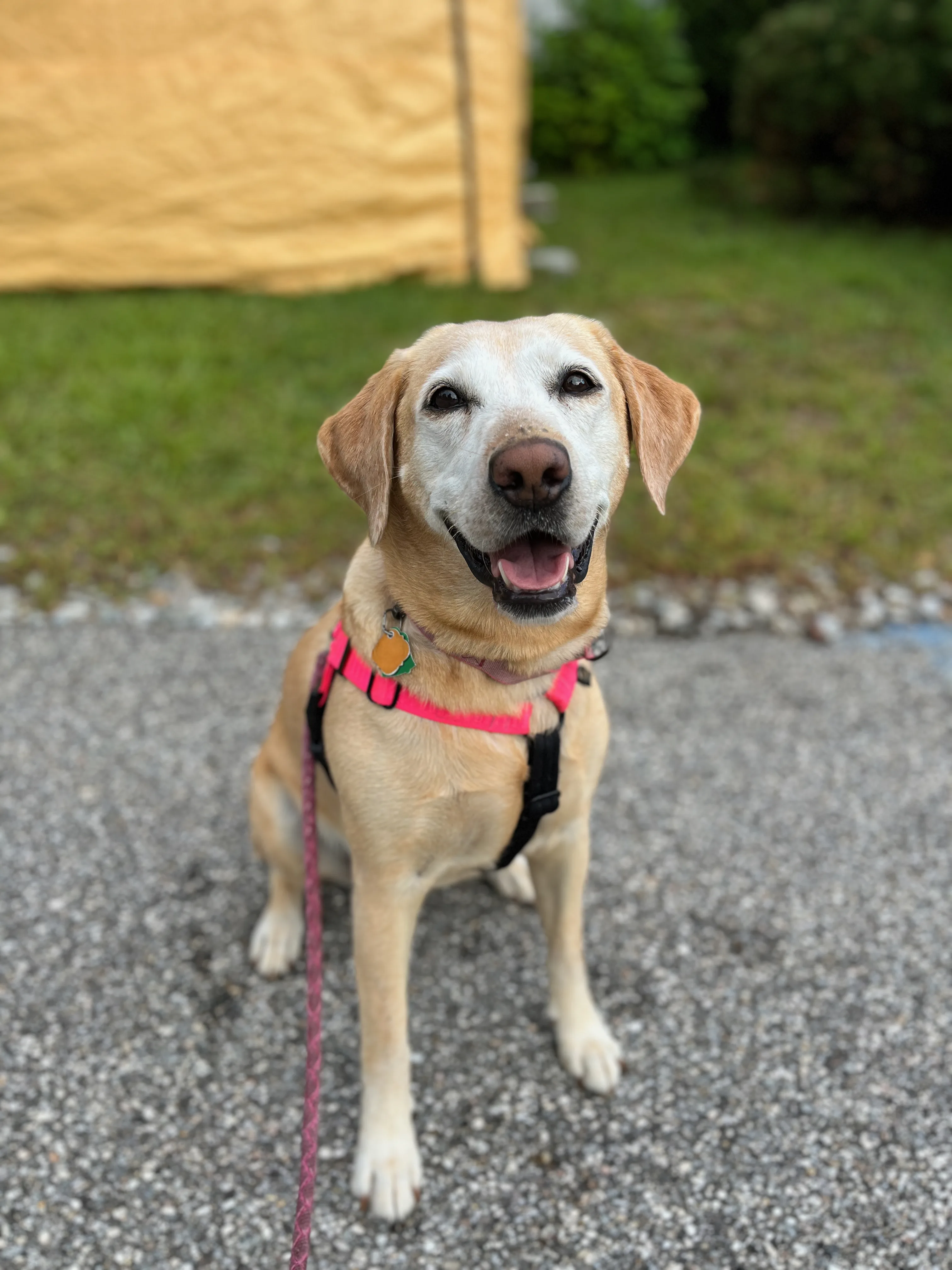 A pet in Rose's care