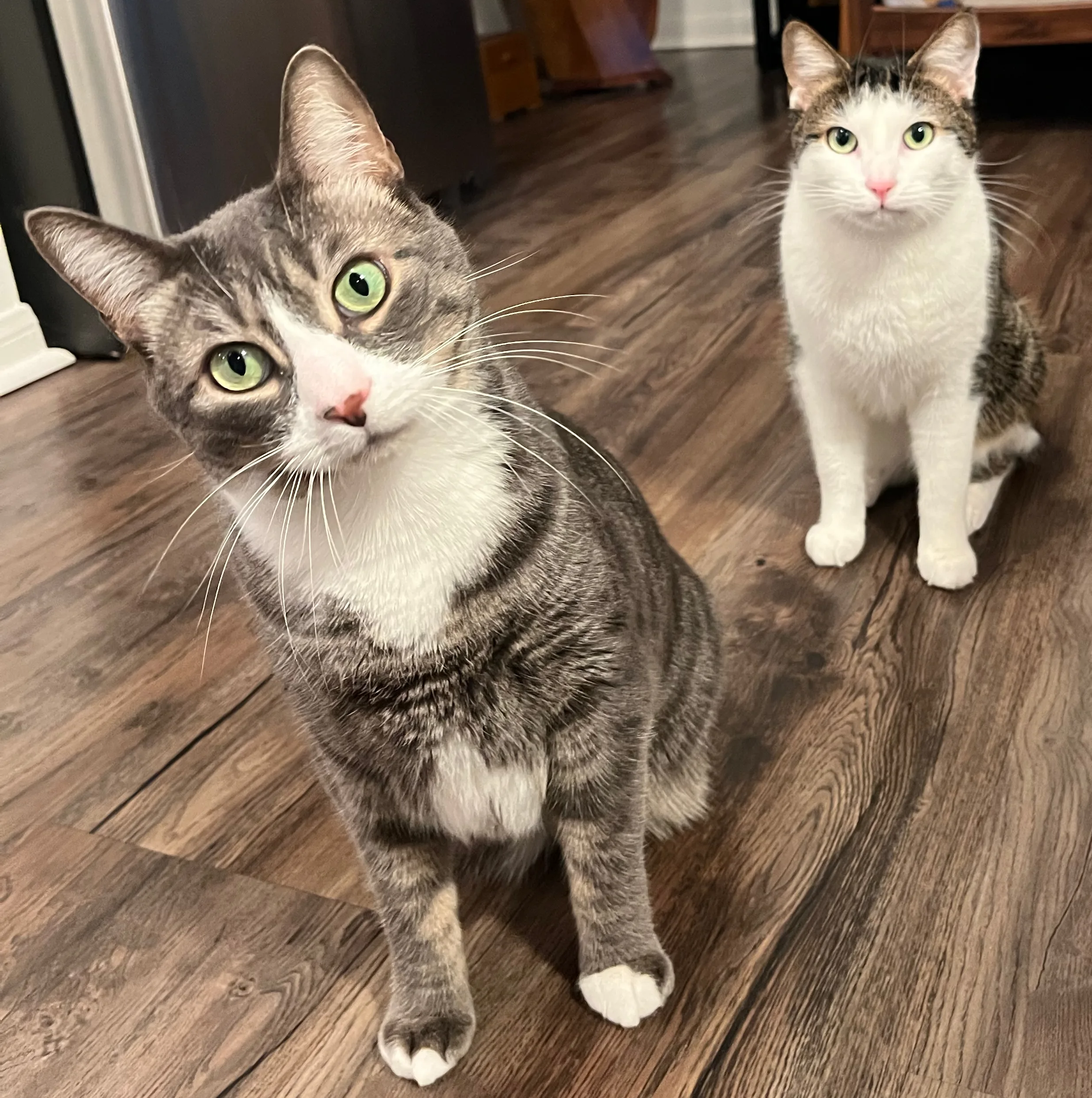 A pet in Rose's care