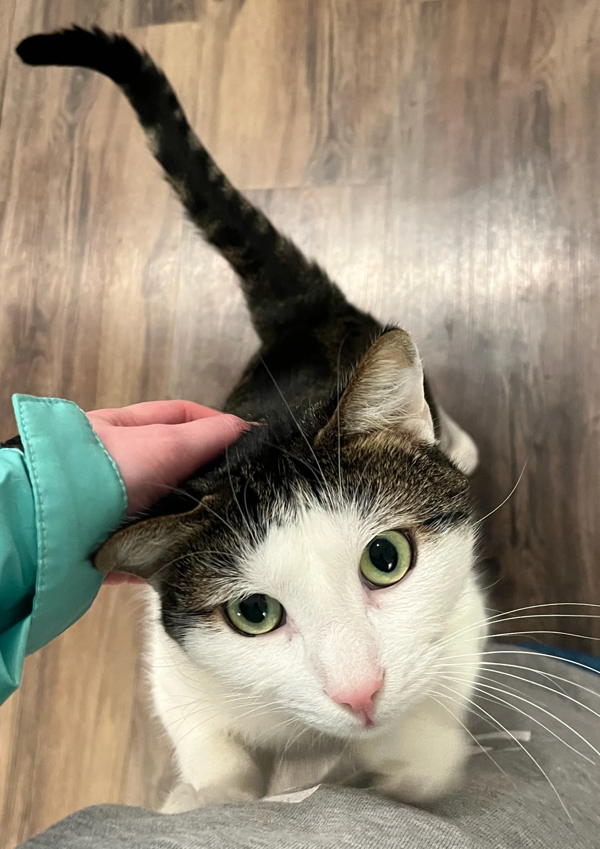 A pet in Rose's care