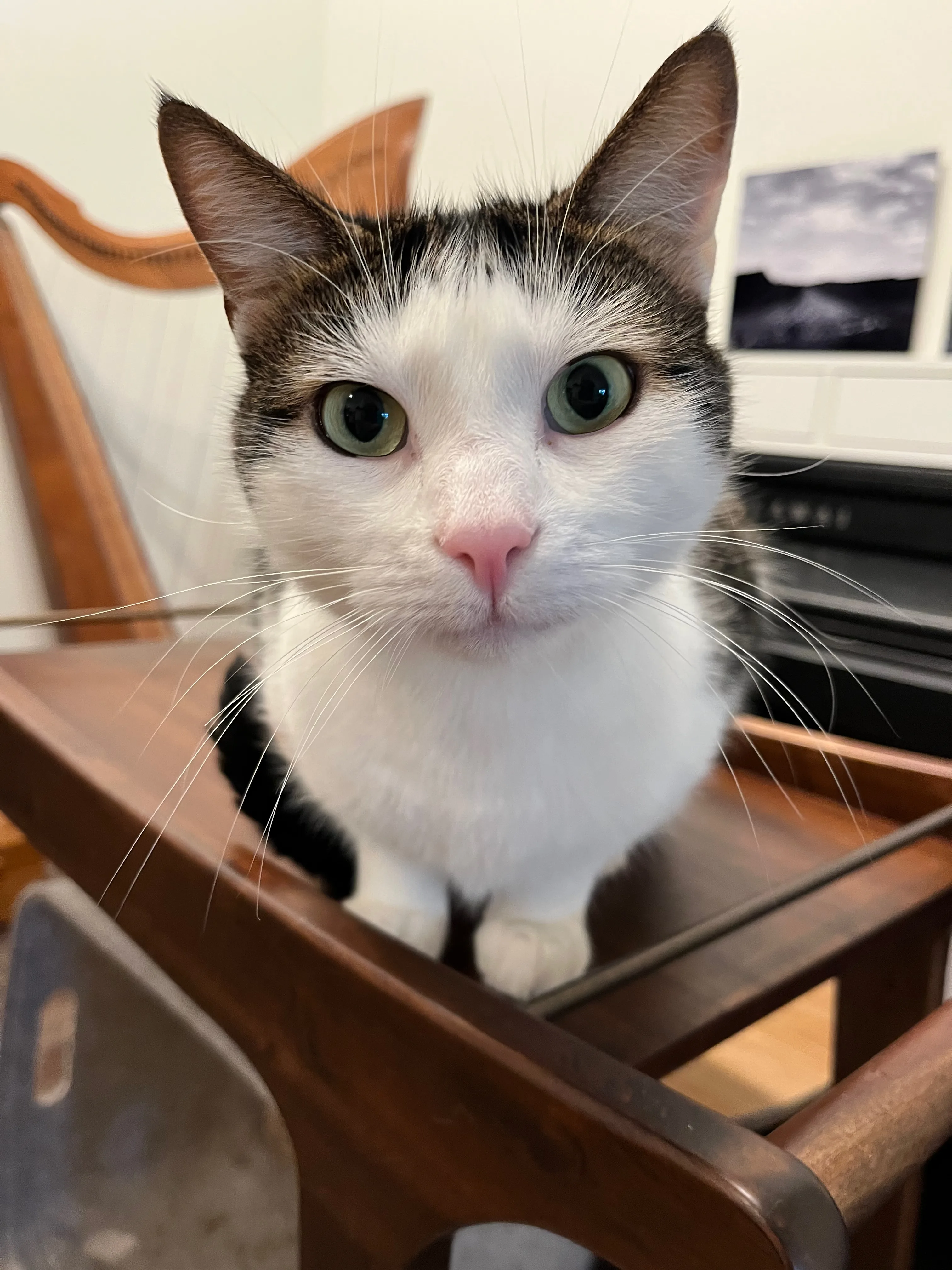 A pet in Rose's care