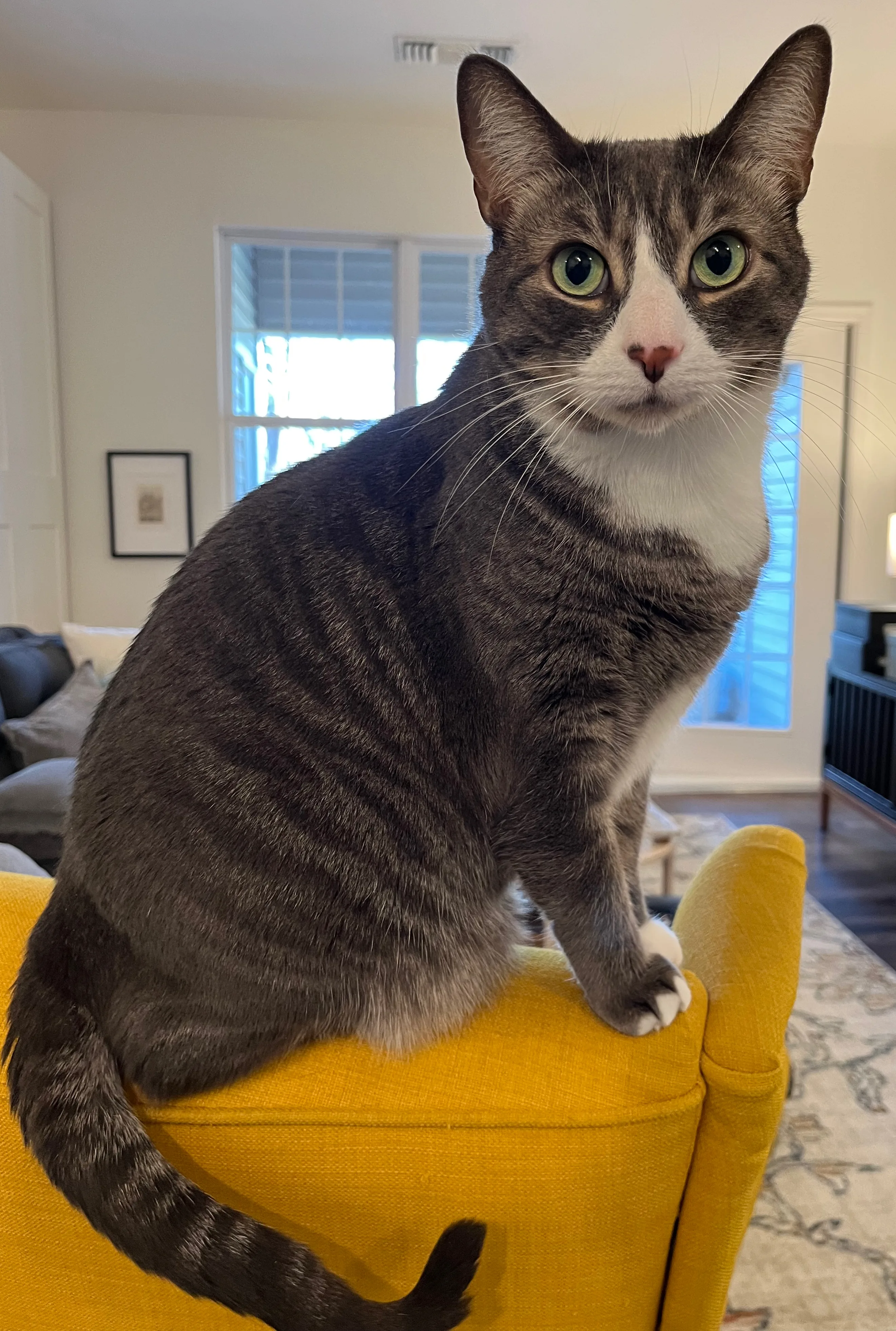 A pet in Rose's care