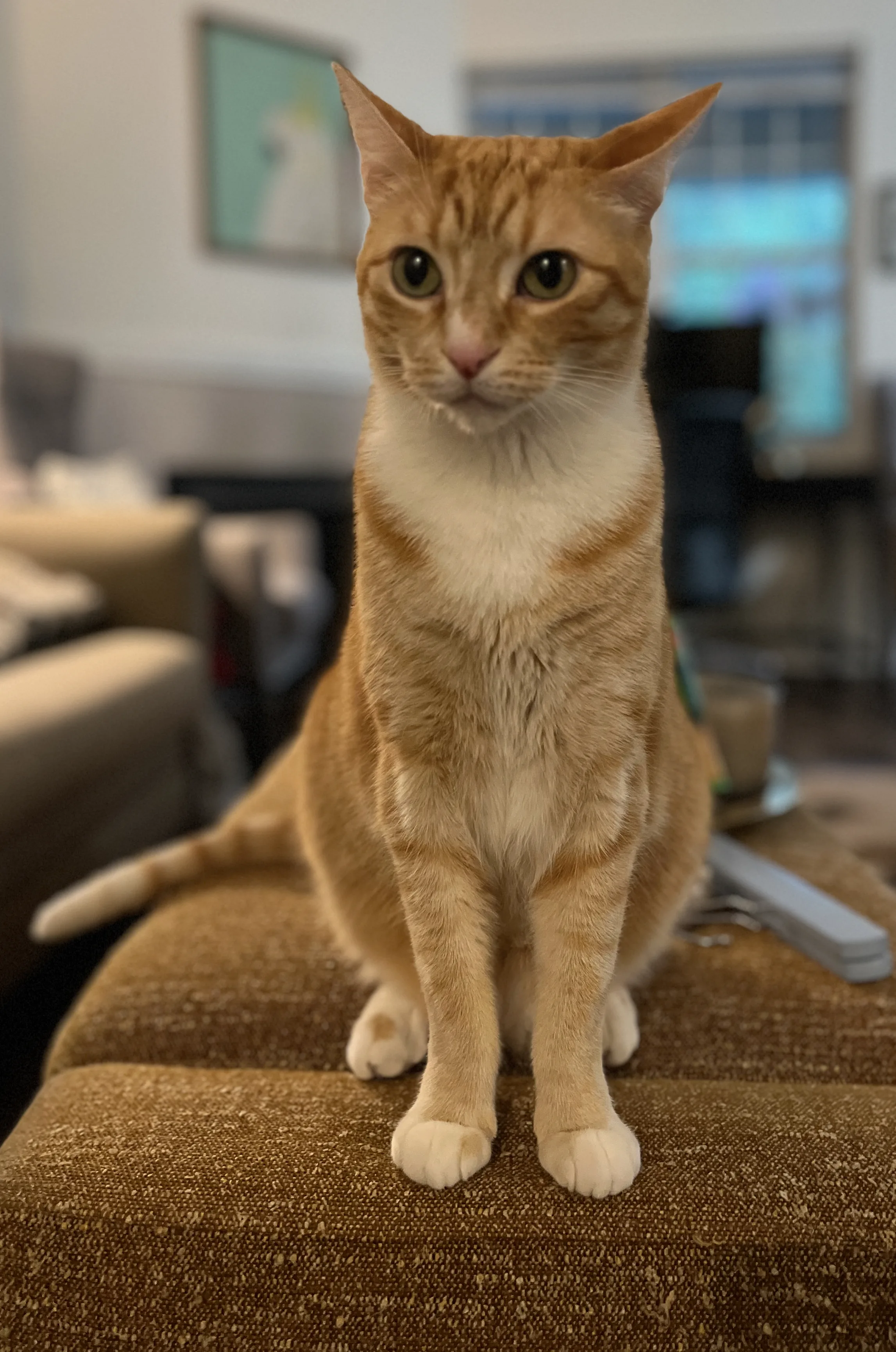 A pet in Rose's care