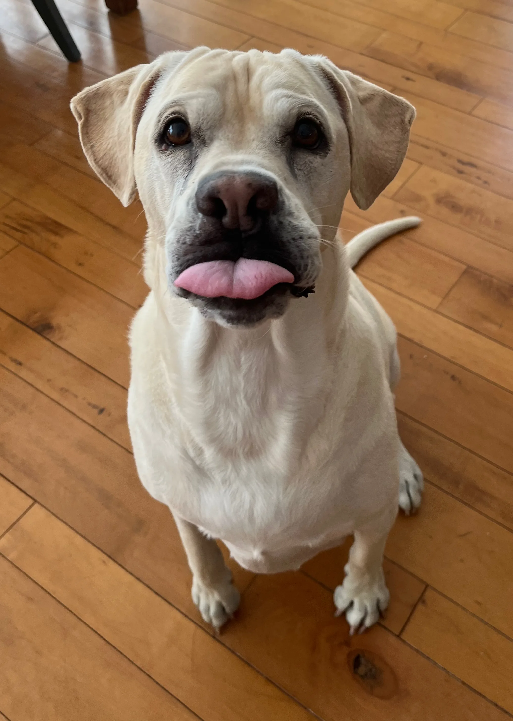 A pet in Rose's care