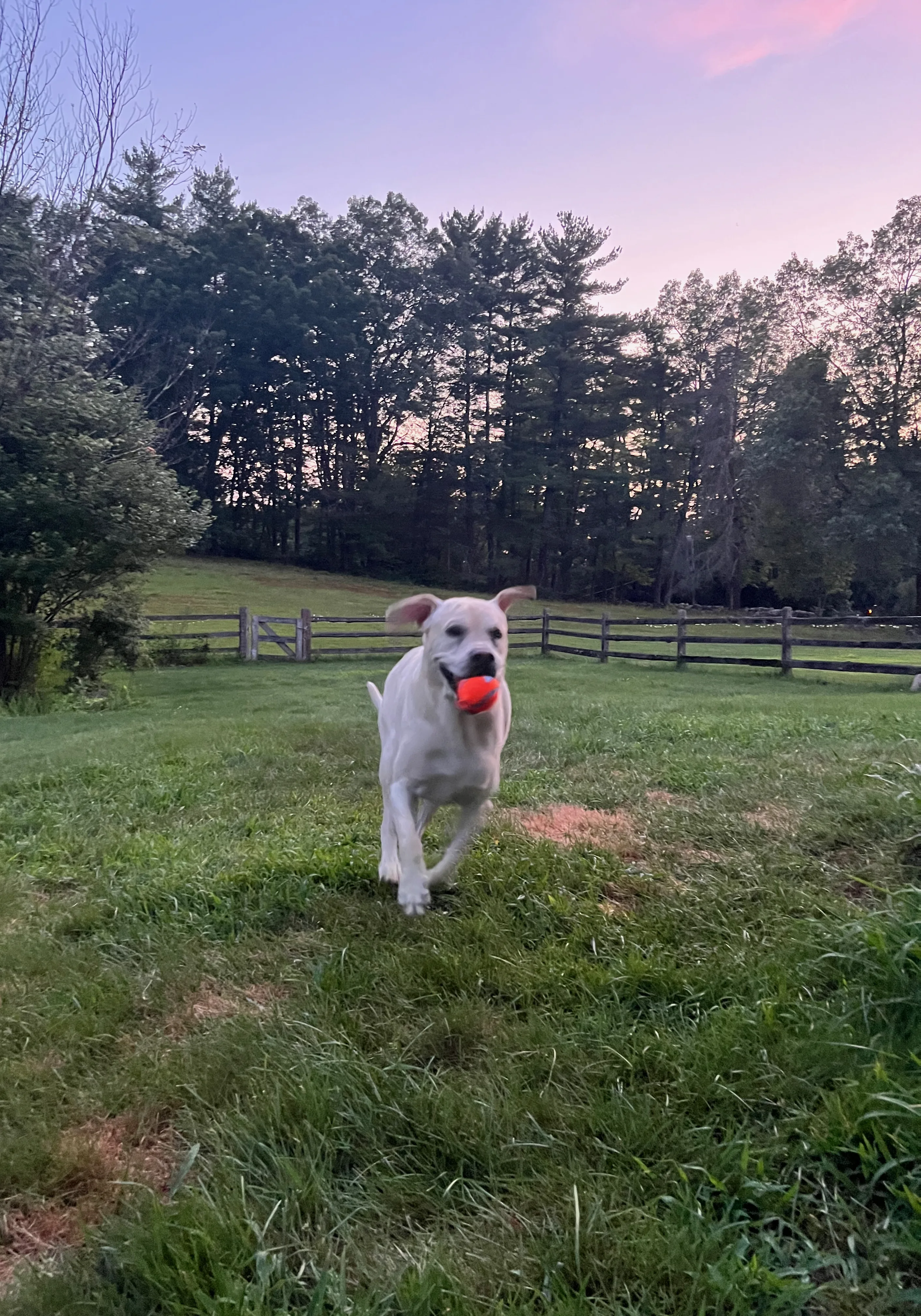 A pet in Rose's care