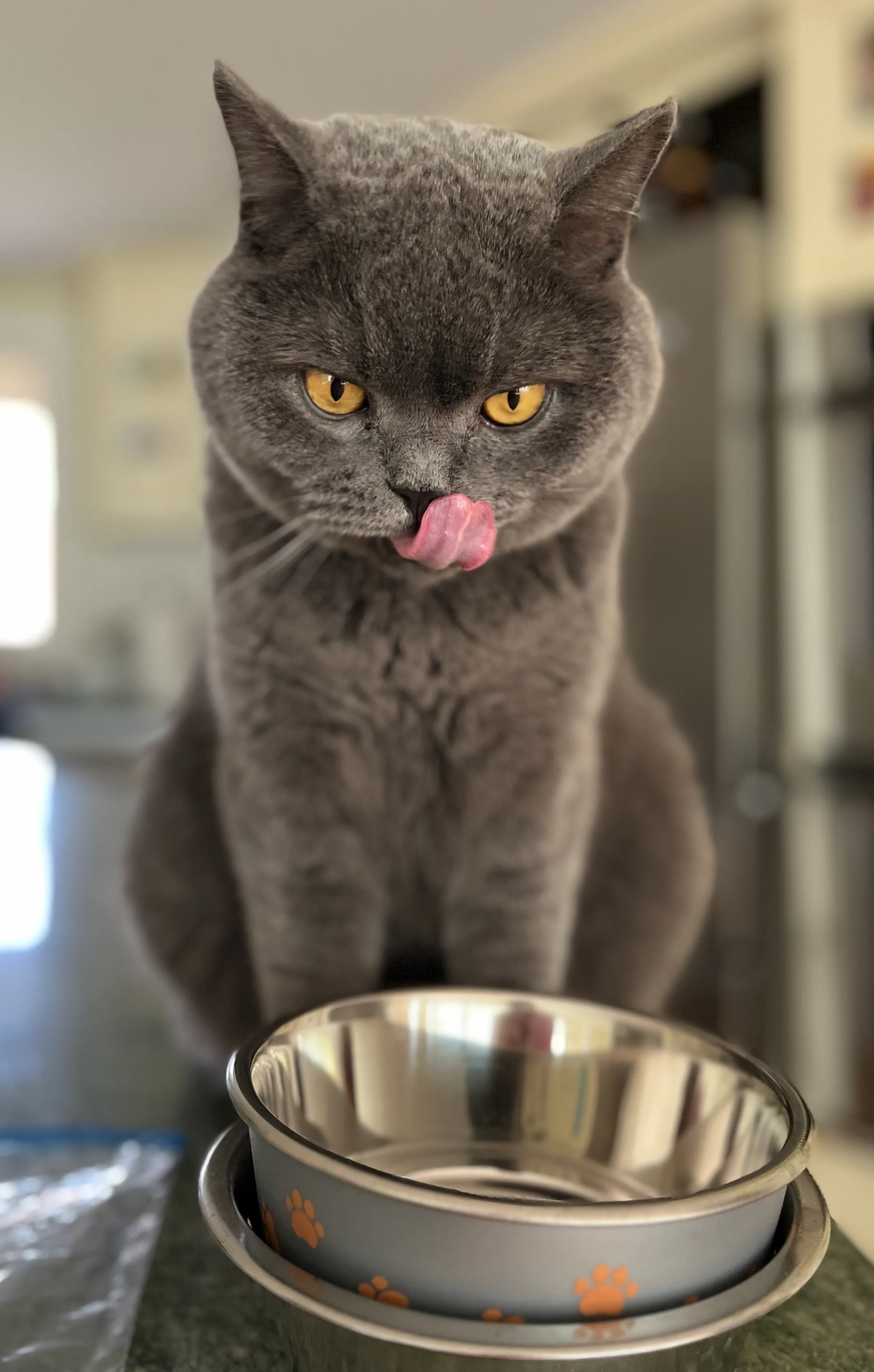 A pet in Rose's care