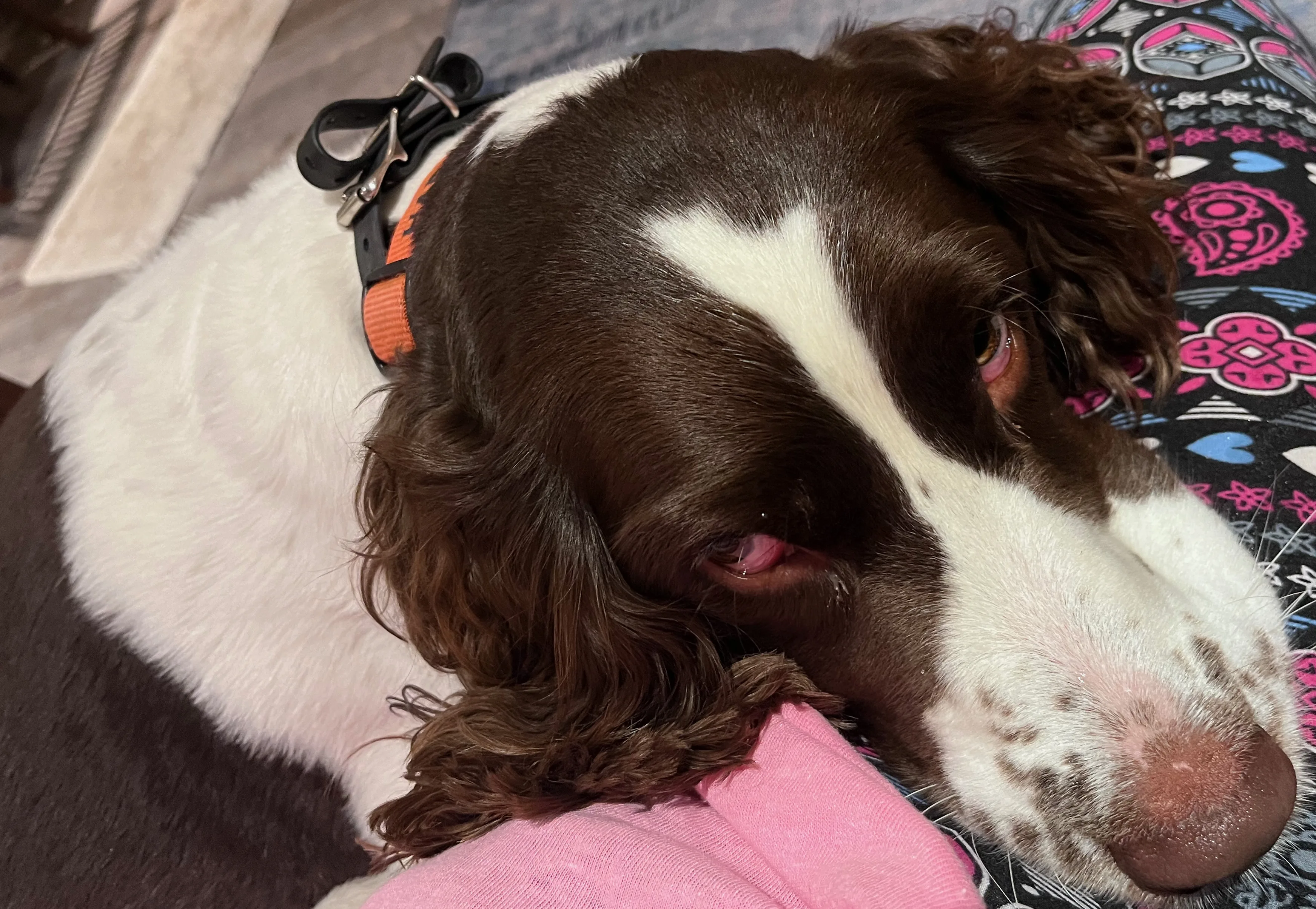 A pet in Rose's care