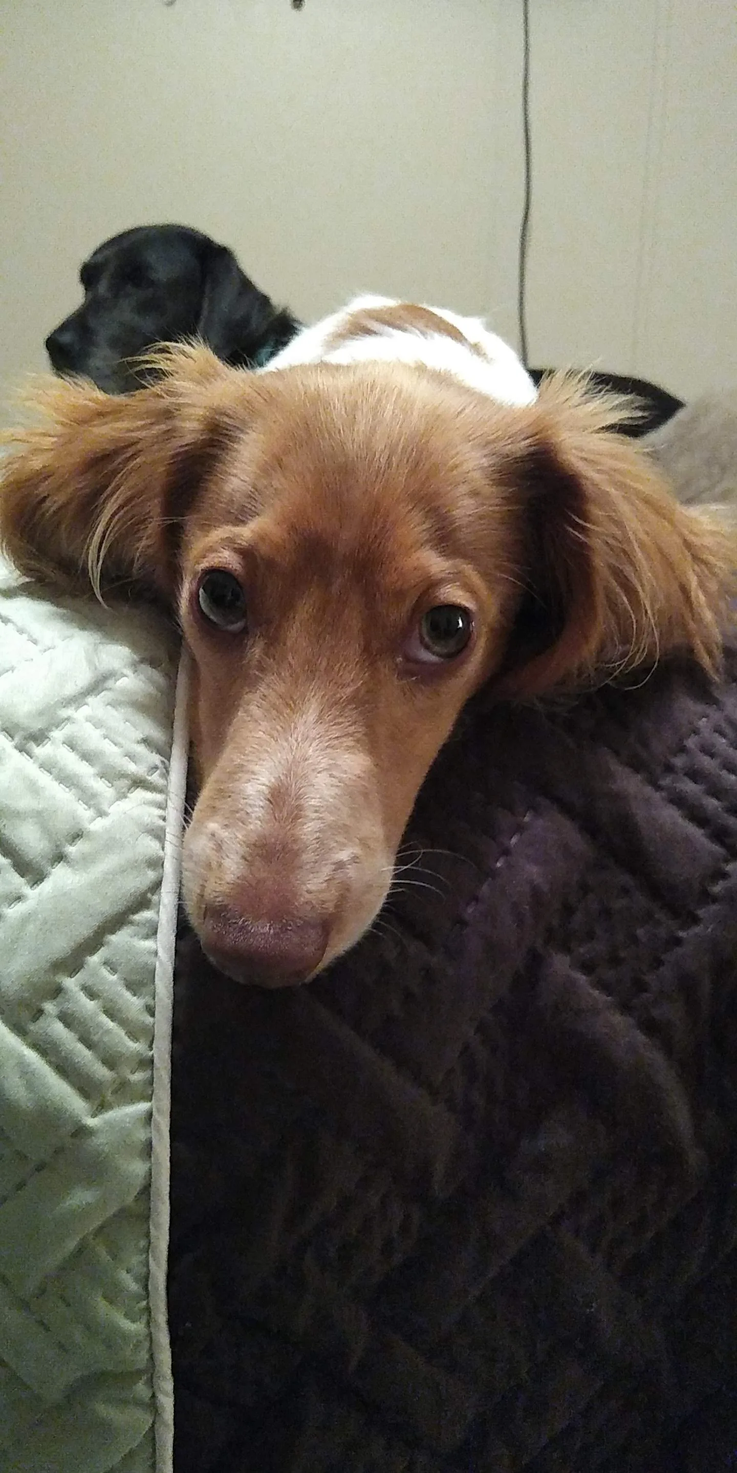 A pet in Rose's care