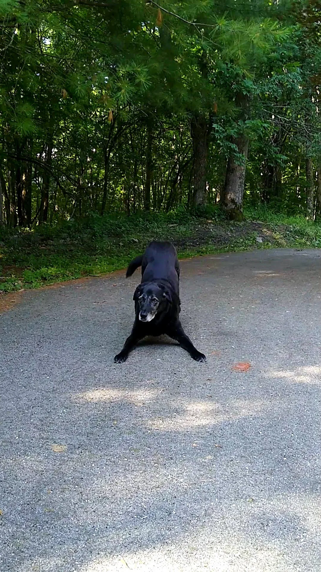 A pet in Rose's care