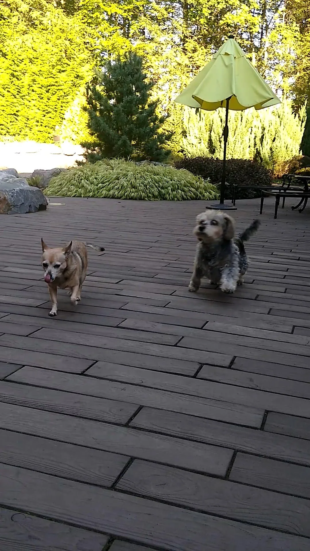 A pet in Rose's care