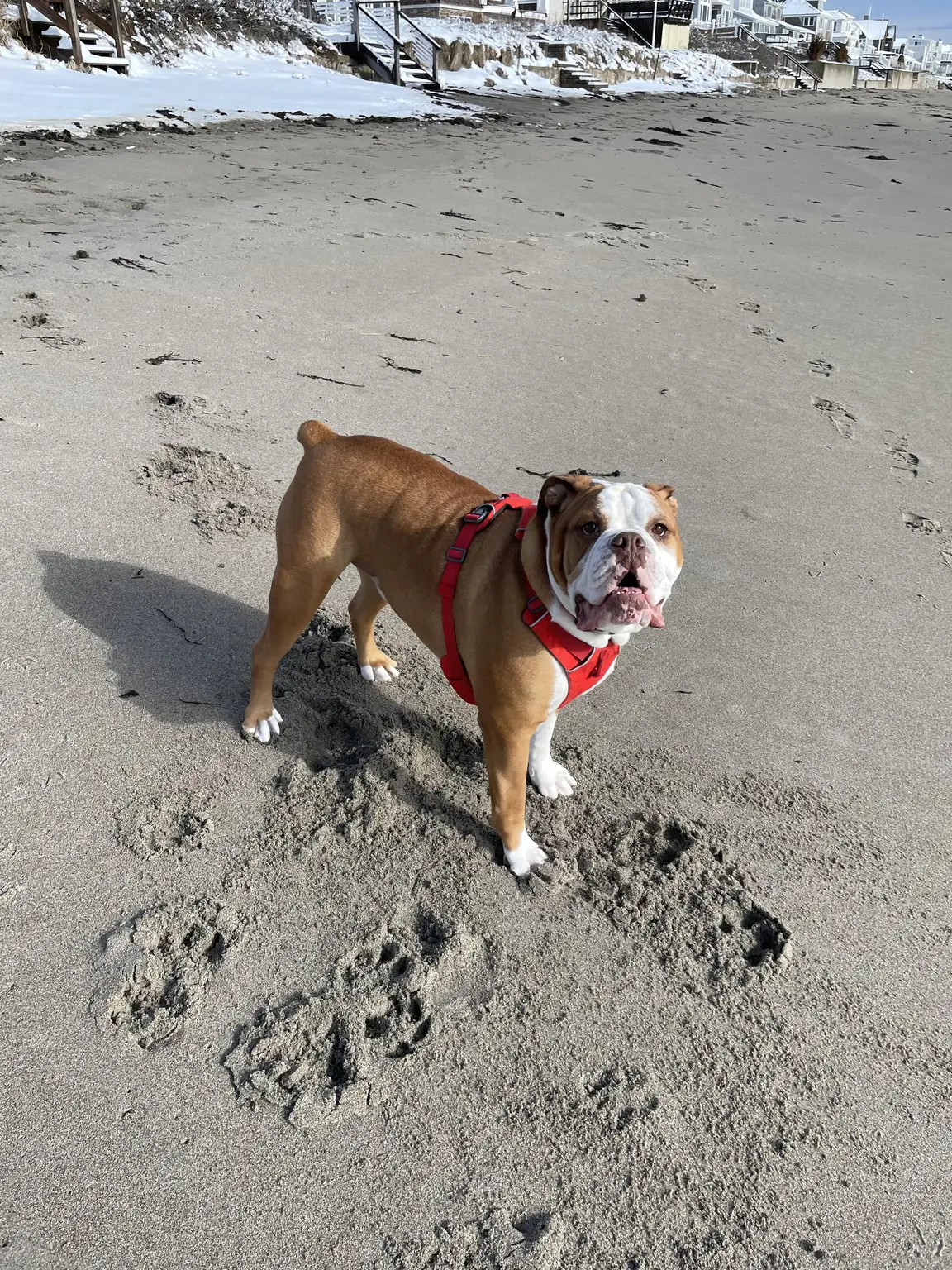 A pet in Rose's care