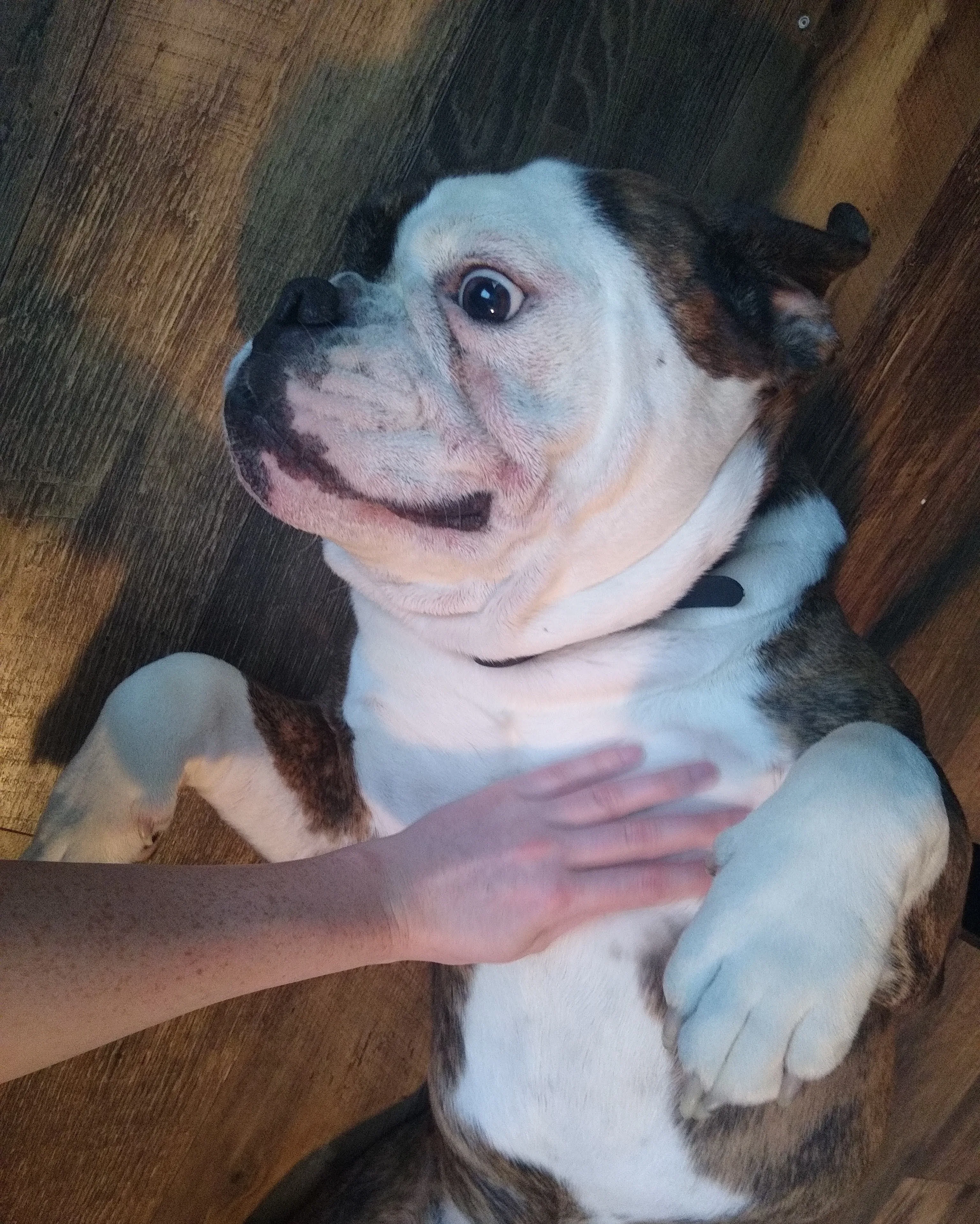 A pet in Rose's care