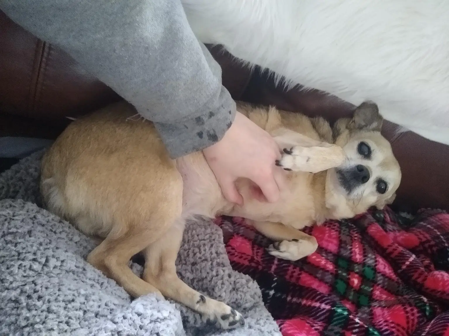 A pet in Rose's care